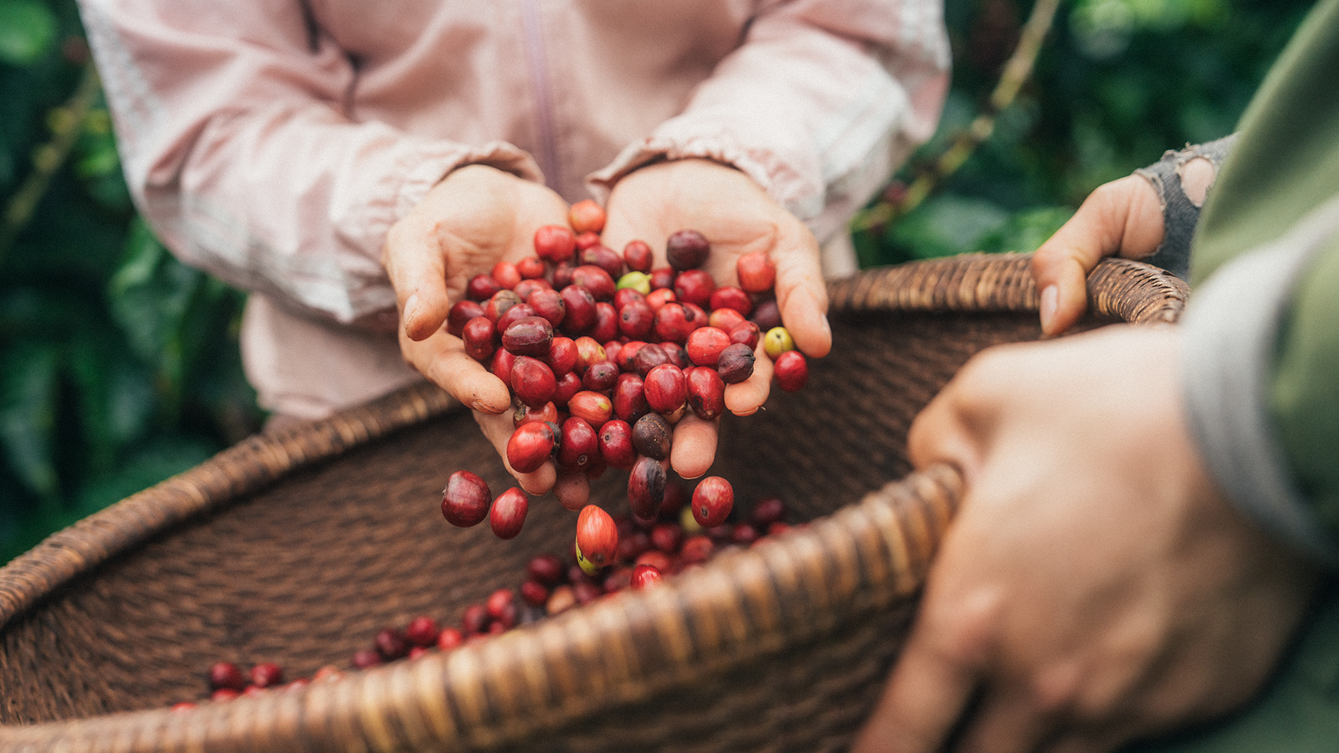 coffee beans in basket