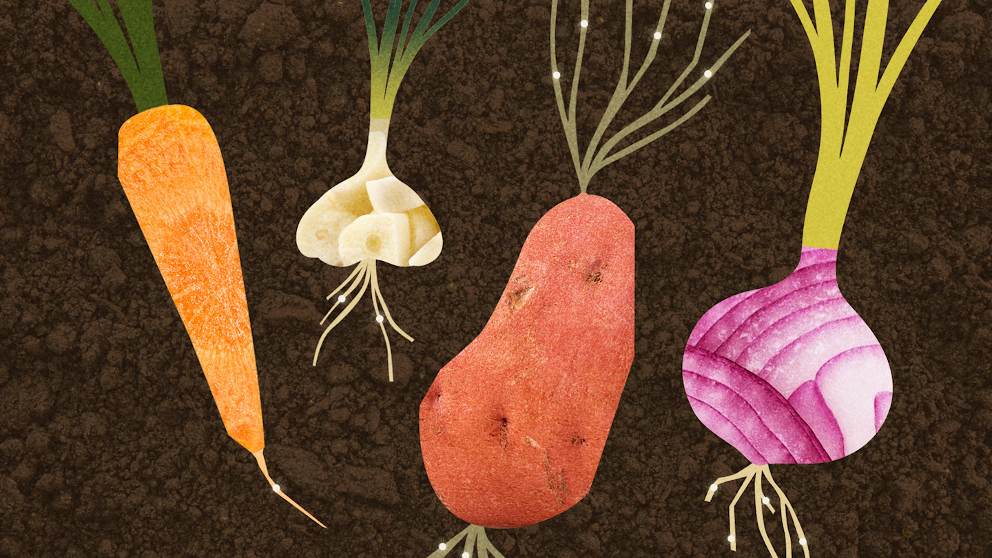 Illustration of carrot, garlic, potato and onion