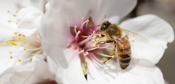Haagen-Dazs Celebrates 10th Anniversary of Honey Bee Support