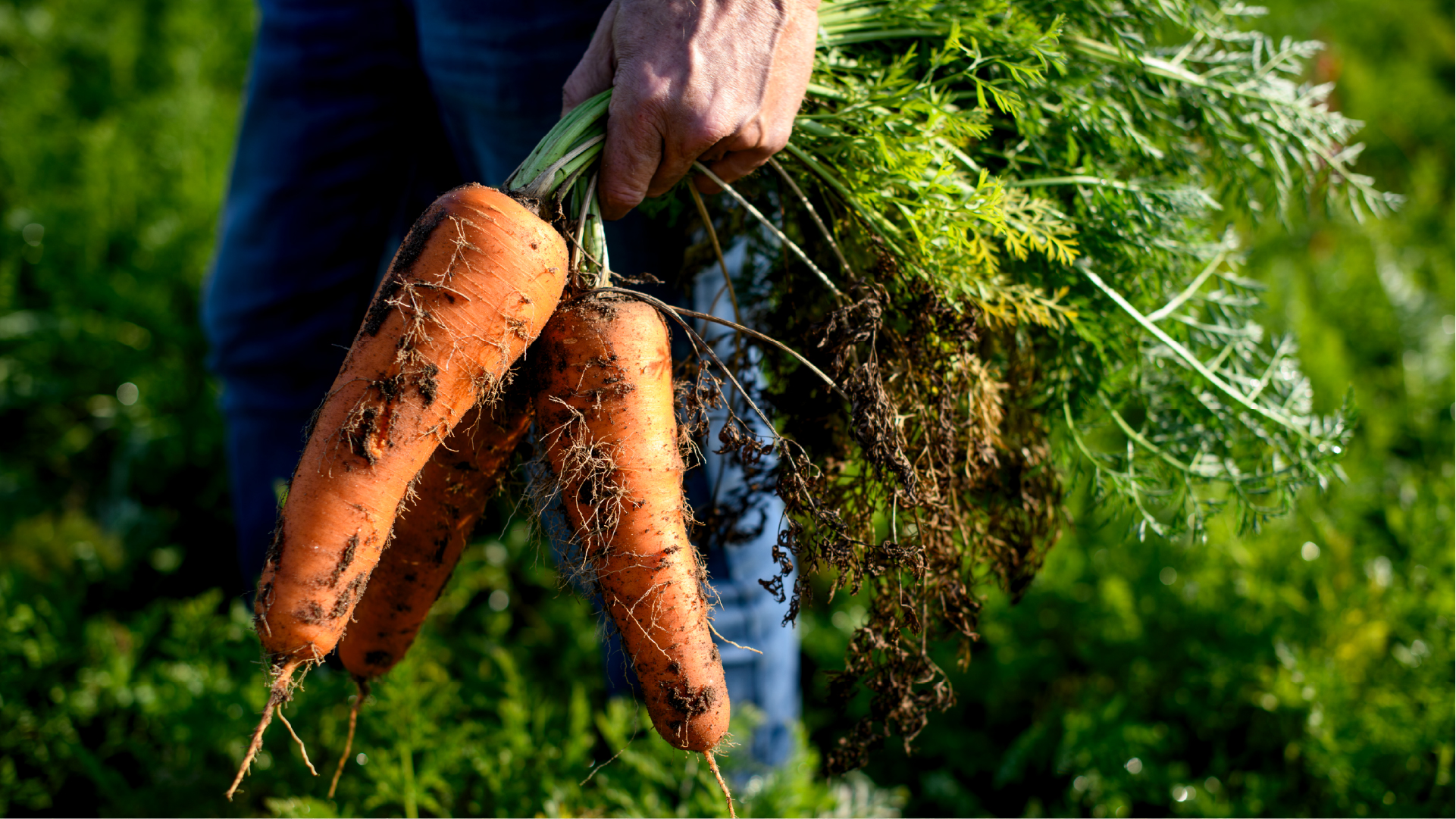 Carrots on the farm