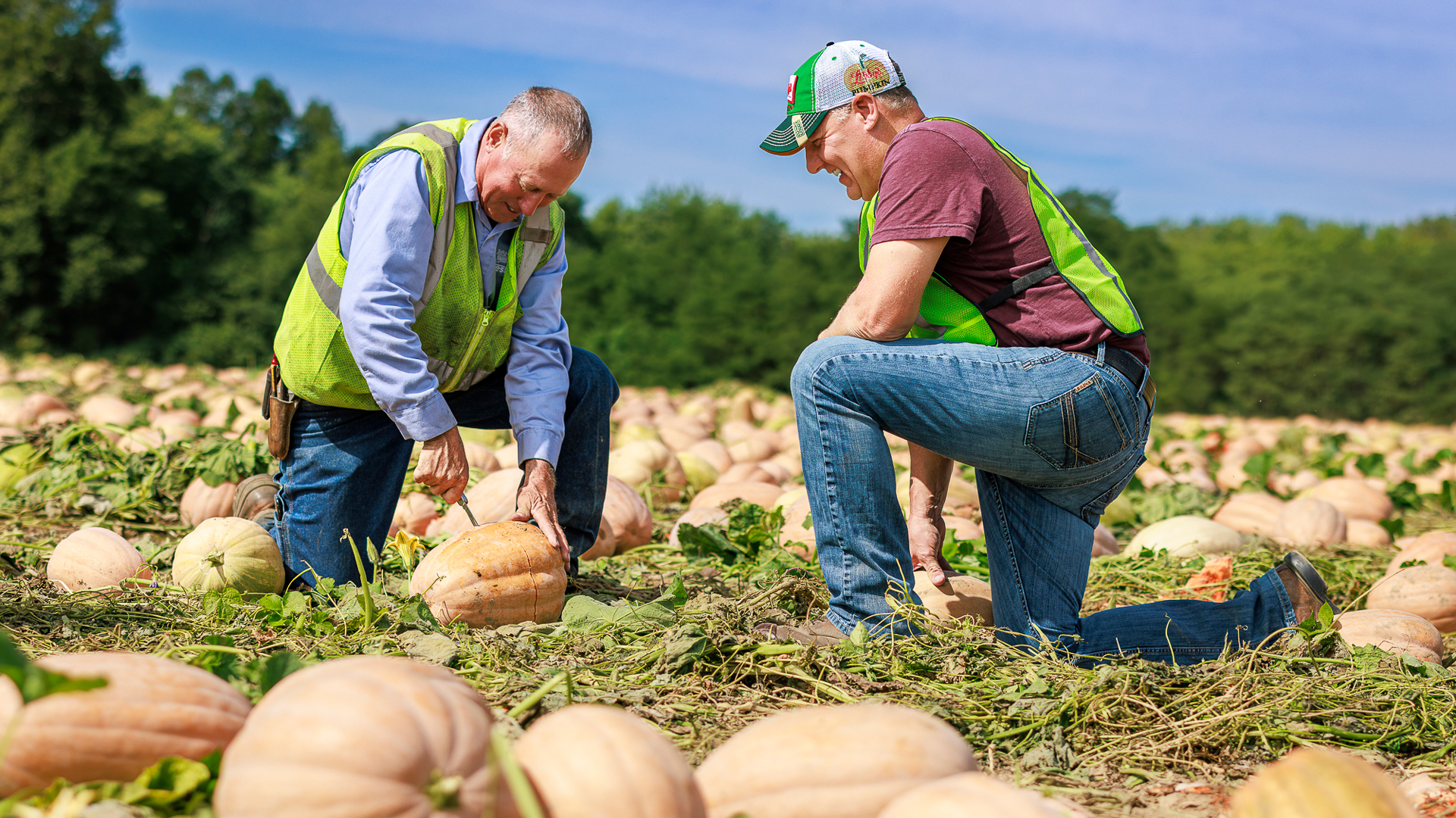 Farmers looking at pumpkins