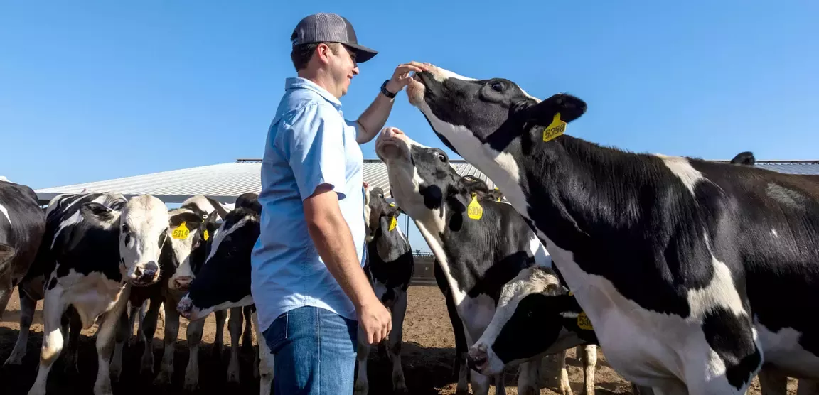Man on farm with cow