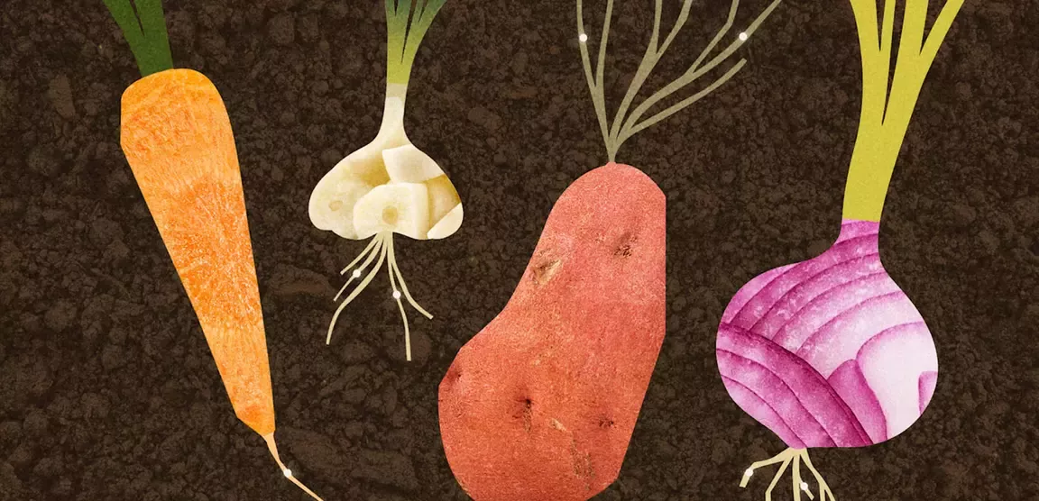 Illustration of carrot, garlic, potato and onion