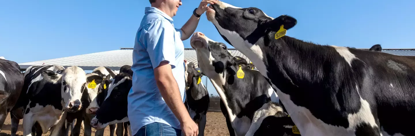 Man on farm with cow