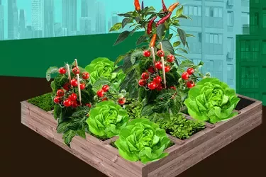 Garden box planter illustration