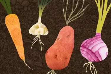 Illustration of carrot, garlic, potato and onion