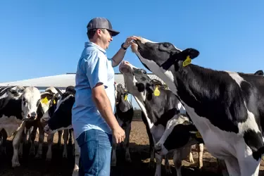 Man petting cow on a farm