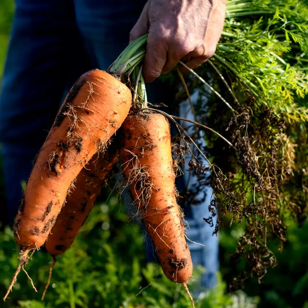 Carrots on the farm