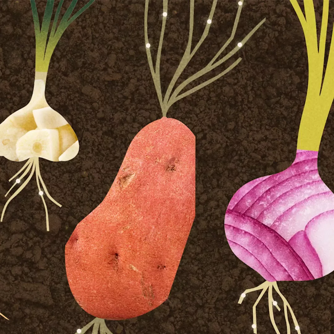 Garlic, sweet potato and red onion illustration