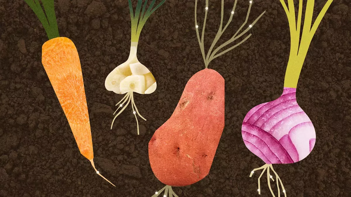 Illustration of carrot, garlic, potato and onion