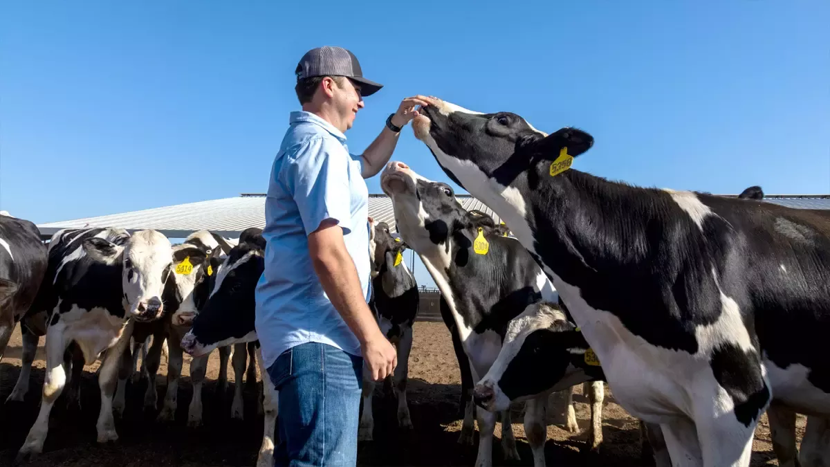 Man petting cow on a farm