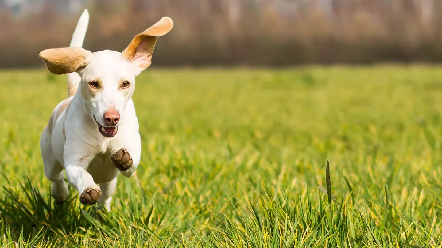 Dog Running Through Grass