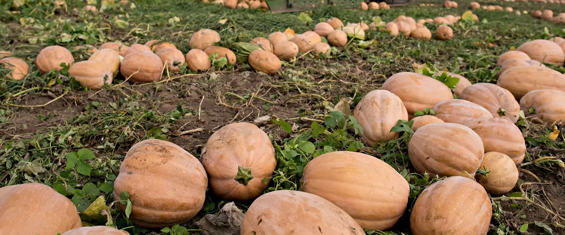 Pumpkin Farm