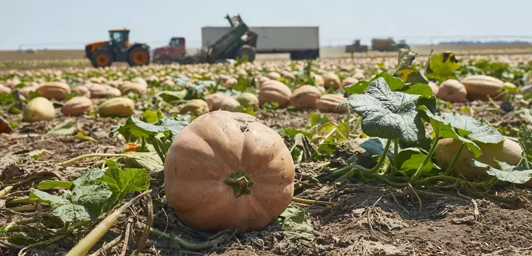 Pumpkin Farm