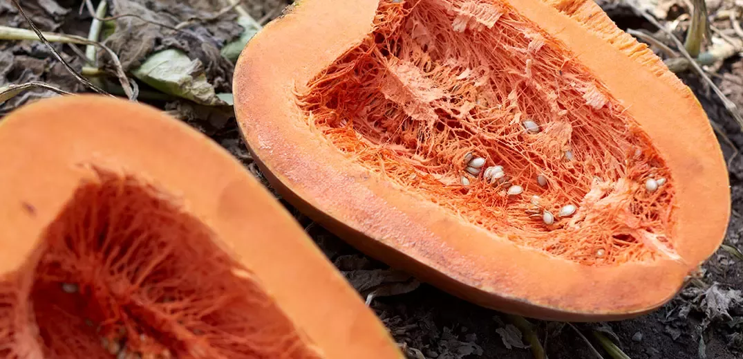 Pumpkins