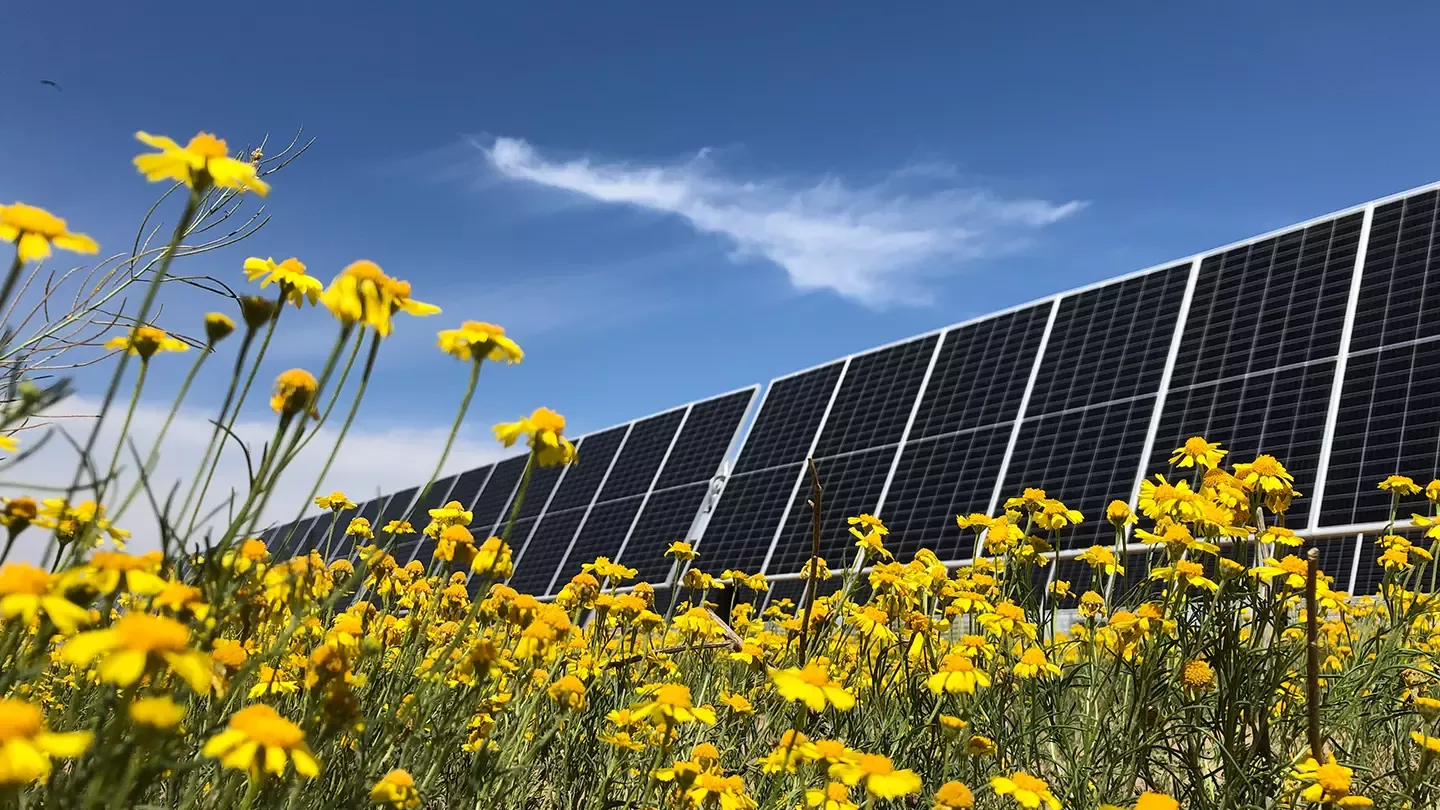 Solar Panels in Meadow