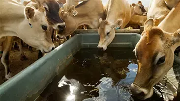 Nestlé Reports Progress on Farm Animal Welfare
