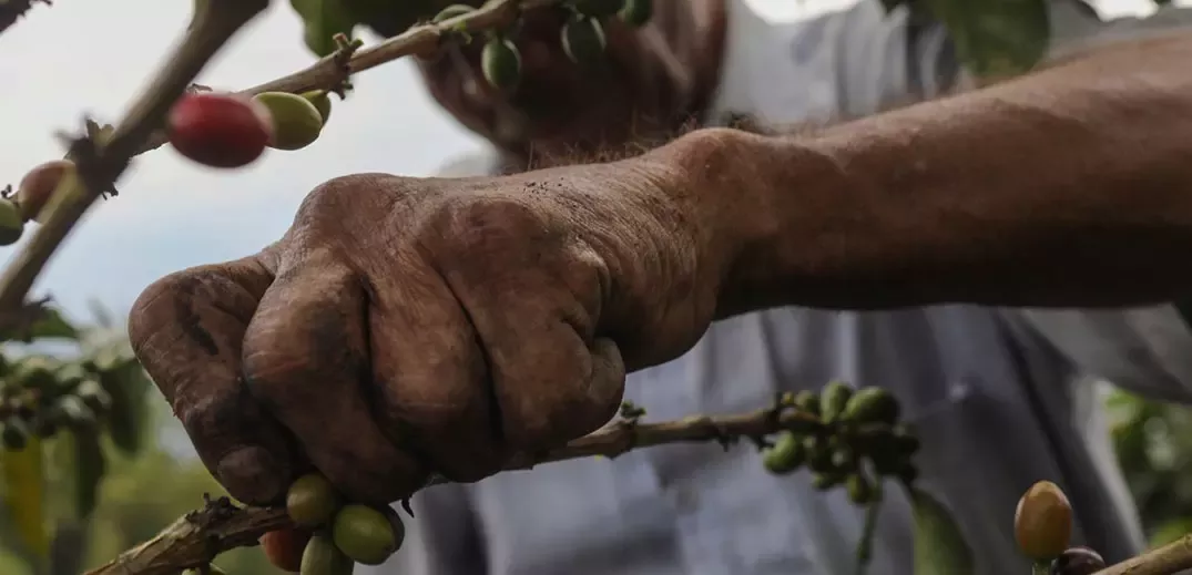 Farmer picking coffee cherries
