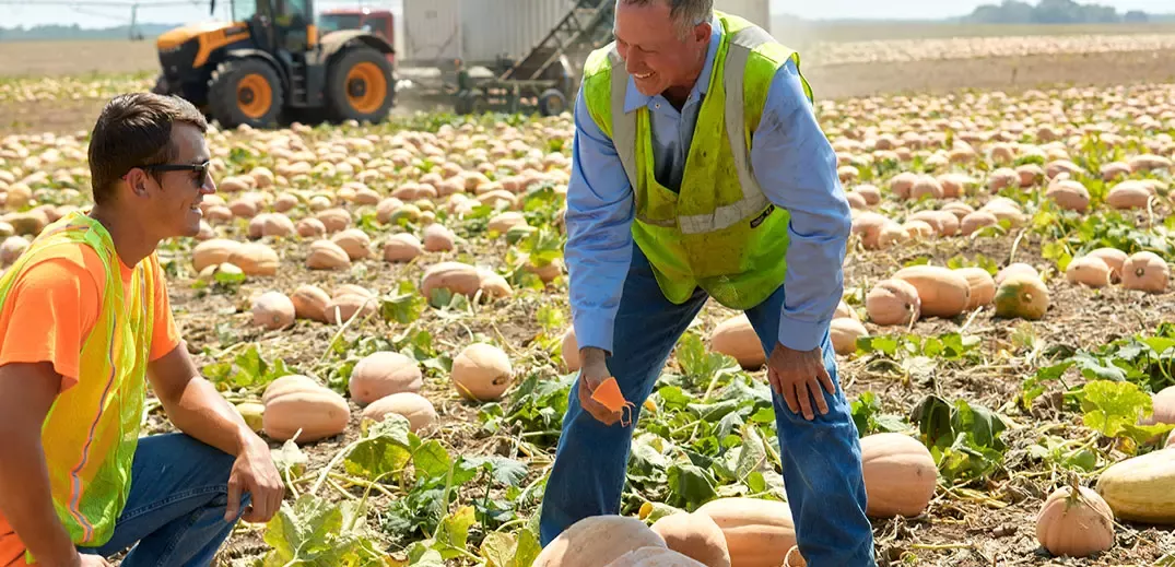 Farmers in Pumpkin Field